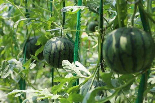 砀山的吃瓜事件,一场引发热议的乡村误会