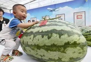 夏日吃瓜趣味游戏,趣味吃瓜大赛,清凉一夏!