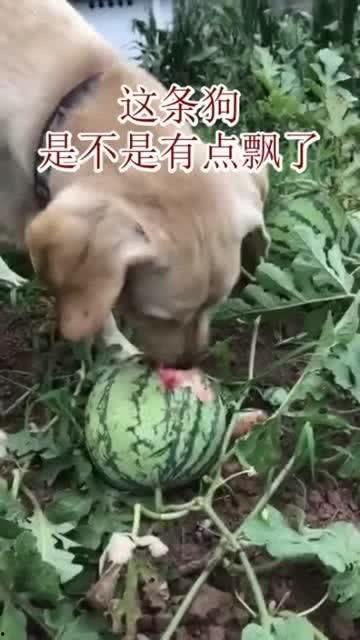 梦见在瓜地里摘瓜抓猪吃