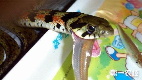 蛇宝宝吃瓜视频,瓜果盛宴萌态十足