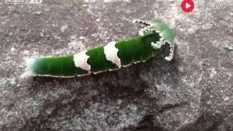 老虎吃瓜的动物视频,揭秘野生动物的饮食习惯