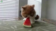 老虎吃瓜的动物视频,揭秘野生动物的饮食习惯