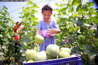 德胜园吃瓜,探寻老北京传统美食的魅力