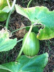 德胜园吃瓜,探寻老北京传统美食的魅力