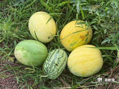 吃瓜群众的瓜怎么培育