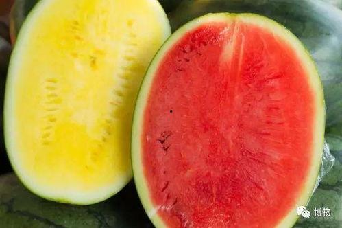 吃瓜群众的瓜怎么培育