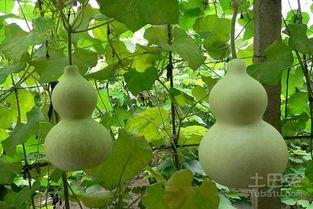 宝宝可以吃葫芦瓜吗,宝宝辅食新选择,营养美味两不误